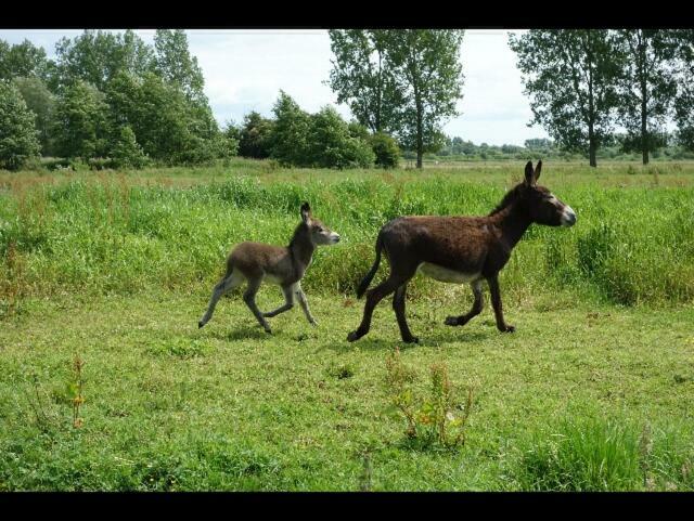 Villa La Ferme De Tigny Esterno foto